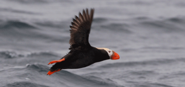 海鳥と海洋環境が2014年のバードフェア（英国）による利益を受けるでしょう。写真提供：Ben Lascelles