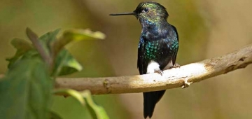 今年度の’自然保護リーダーシップ・プログラム’賞の恩恵を受ける種の一つムナグロワタアシハチドリ写真提供：Murray Cooper; worldsrarestbirds.com