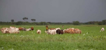 ケニアのタナ川デルタは自然にとって極めて重要な場所ですが保護が完全ではありません。 写真提供：Michel Laplace-Toulouse; www.africanlatitude.com