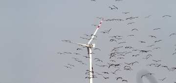 風力発電施設は渡り鳥が直面する大きな危険の一つです。 写真提供：　Ahmed Waheed/BirdLife