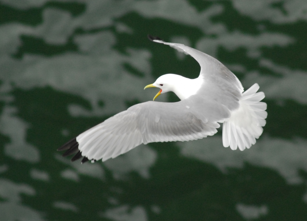 鳥は地球温暖化問題の隠れた犠牲者 Rspbの新報告 バードライフ インターナショナル東京