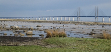 Öresund橋を背景にしたソルトホルム島IBAのカオジロガン。デンマークのNGOがこのサイトを守るためにデンマークとスウェーデン当局に働きかけた結果、橋を島を横切るのではなく迂回するように建設された。 写真提供：　Ebbe Mortensen, local caretaker