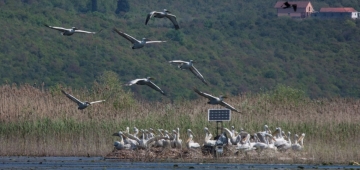 プロジェクトによる営巣用筏の一つに居るハイイロペリカンの群　写真提供：　モンテネグロ自然史博物館