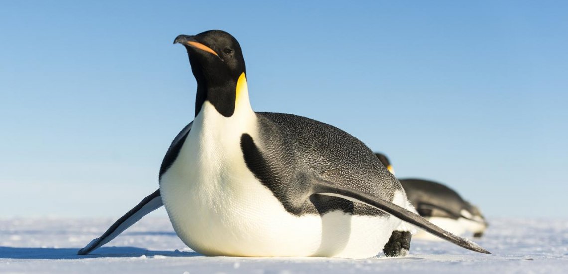 もっとも絶滅リスクの高いペンギンはどの種でしょうか？ | バード