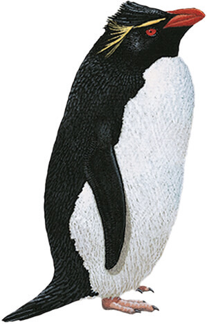 もっとも絶滅リスクの高いペンギンはどの種でしょうか バードライフ インターナショナル東京