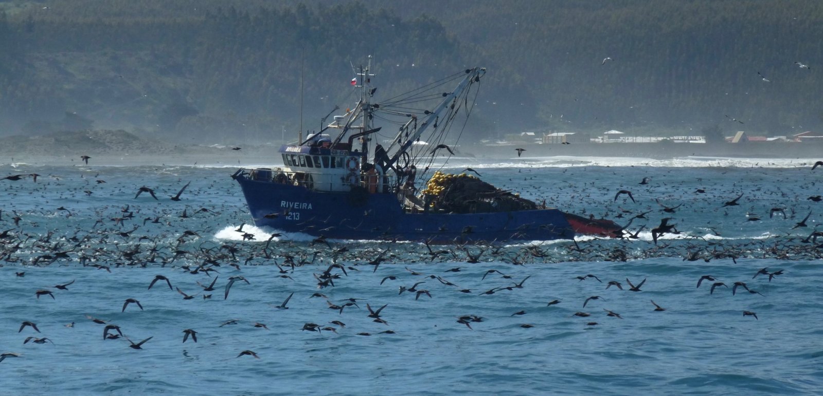 チリのまき網漁プロジェクトが環境保全の賞にノミネートされました バードライフ インターナショナル東京