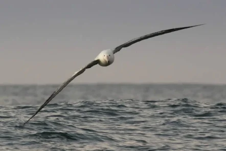 15 albatross species are threatened with extinction, and given they spend nearly half their lives soaring over the High Seas, protection of these areas is vital © Stephanie & Oli Prince